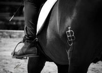 yeguada bassols caballos pura raza española en cataluña