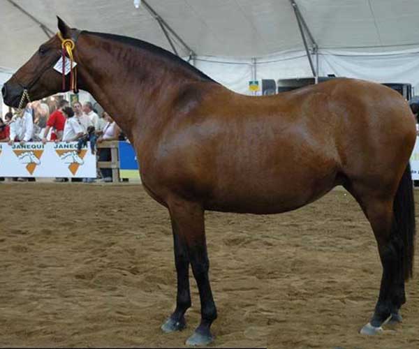 Jarana B-II, yegua PRE de Yeguada Bassols