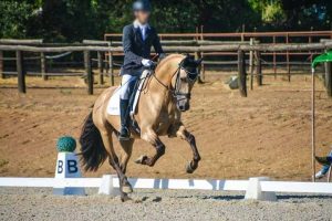 Muy contentos con el gran debut de Unic B propiedad de Yeguada Bassols en el CDN 2*