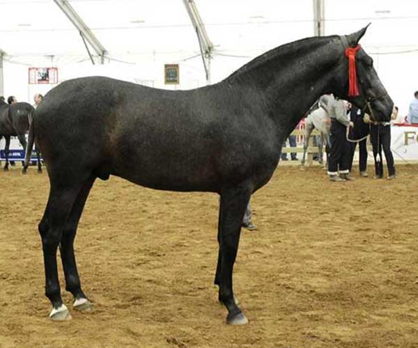 Colombiano-B potro PRE premiado de Yeguada Bassols
