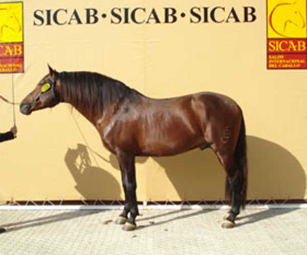 Cordobes-B semental PRE premiado de Yeguada Bassols