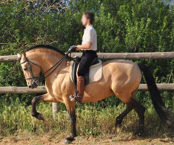 Caballos de yeguada Bassols, caballos pura raza española
