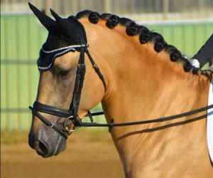 Caballos Pura Raza Española para deporte y doma. También criamos Caballo de Deporte Español CDE.