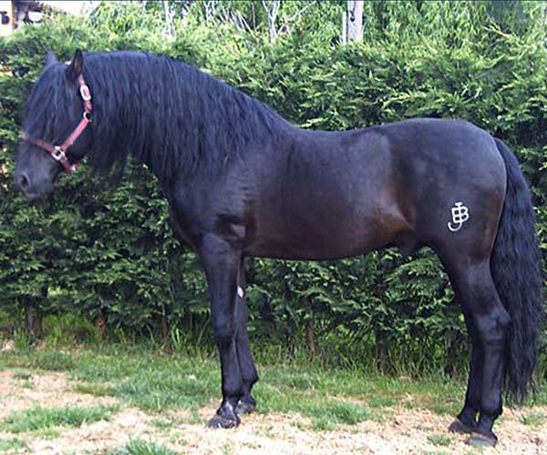 Sementales de yeguada Bassols, caballos pura raza española