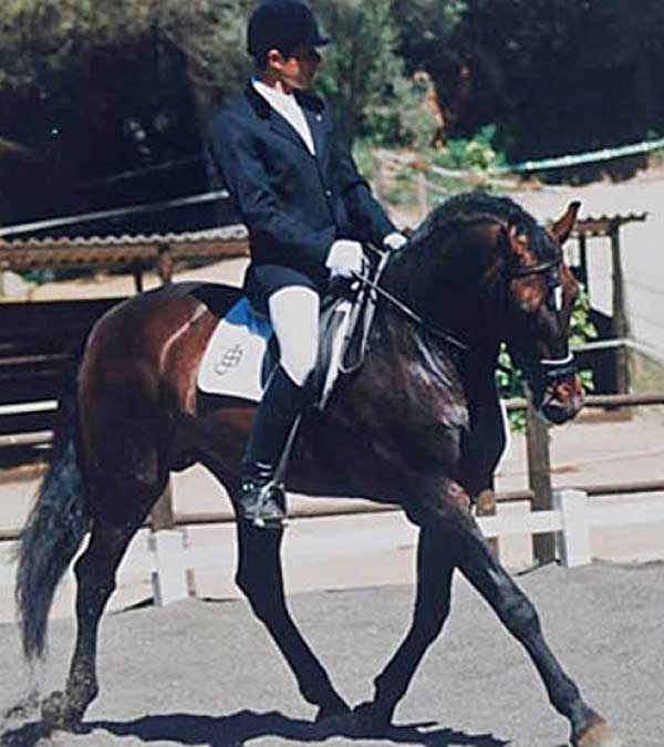 Semental Sultán MS de Yeguada Bassols, caballos pura raza española para el deporte