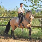 TORERO B Semental de Yeguada Bassols - 01