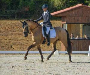 Unic B, caballo pre para el deporte de yeguada Bassols