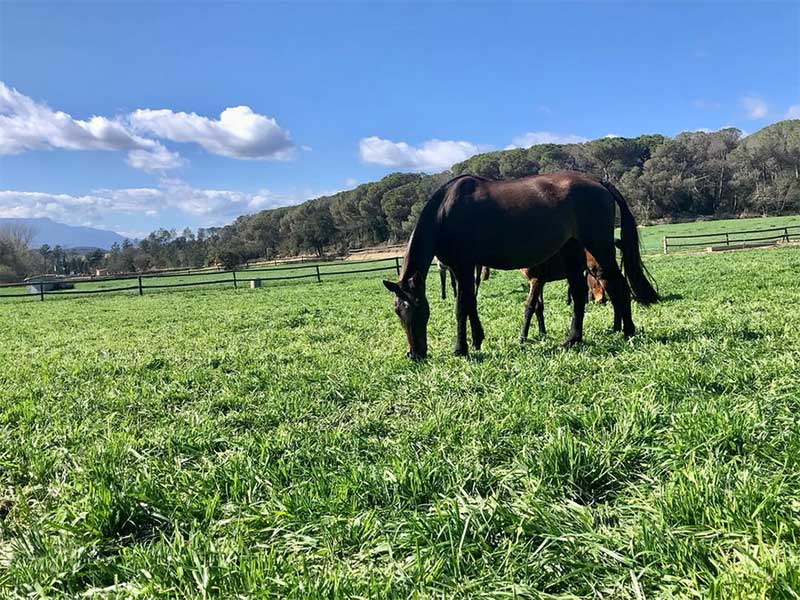 Yeguas en el pasto en Yeguada Bassols, en Ginona