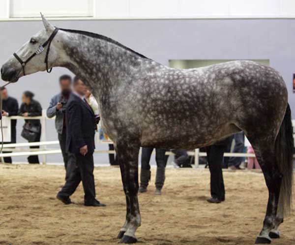 Yeguas de yeguada Bassols, caballos pura raza española